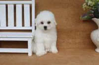 Aiden, a male Bichon Frise for sale in Conway, AR – 2 of 6
