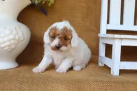 Ruby, a female Poodle - Miniature  for sale in Conway, AR – 3 of 5