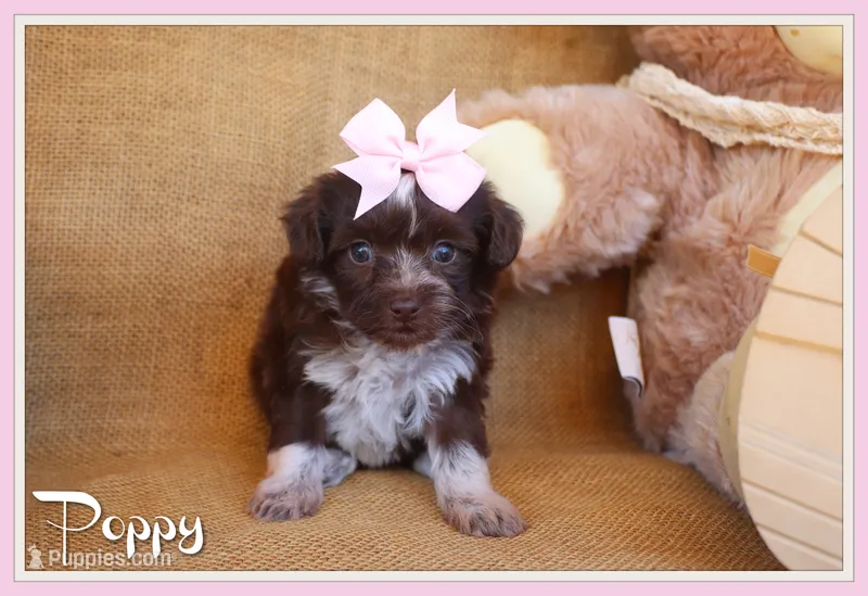 Poppy – Yorkipoo puppy for sale in Conway, AR
