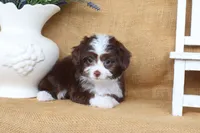 Layla, a female Yorkipoo for sale in Conway, AR – 3 of 4