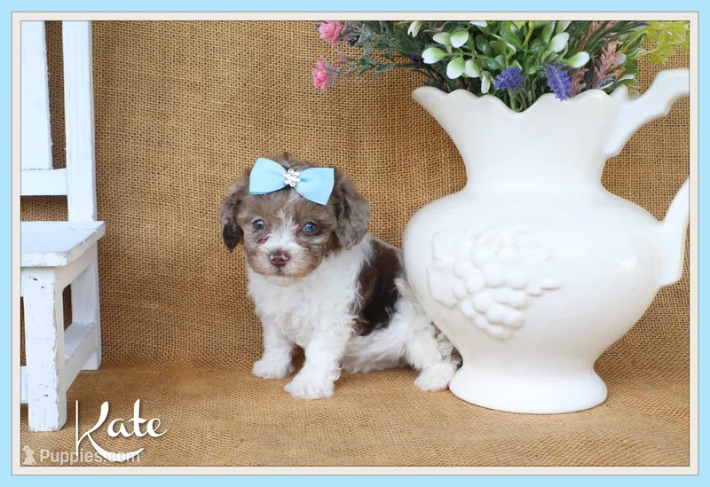 Kate – Cavapoo puppy for sale in Conway, AR