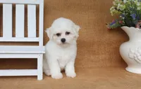 Aurora, a female Bichon Frise for sale in Conway, AR – 4 of 5