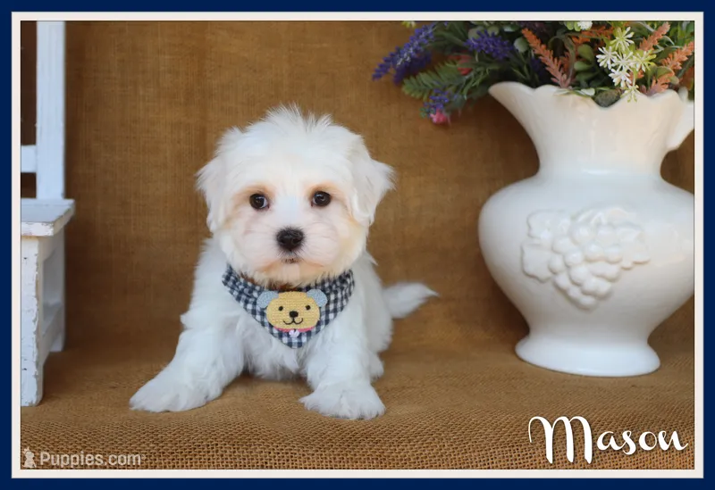 Mason – Maltese puppy for sale in Conway, AR