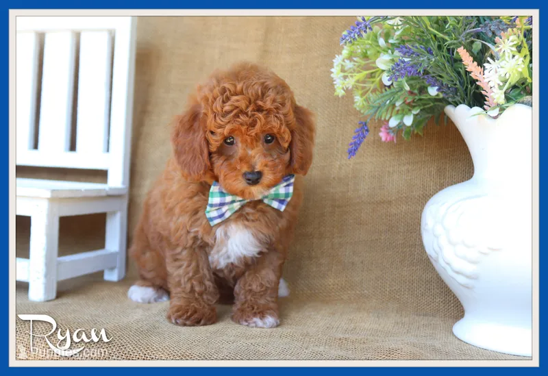 Ryan – Poodle - Miniature  puppy for sale in Conway, AR