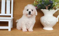 Bella, a female Bichon Frise for sale in Conway, AR – 6 of 7