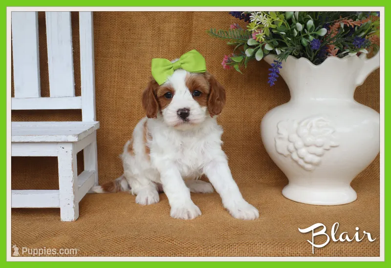 Blair – Cavapoo puppy for sale in Conway, AR