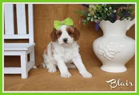 Blair, a female Cavapoo for sale in Conway, AR – 1 of 4