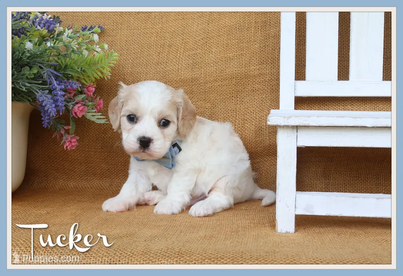 Tucker – Cavachon puppy for sale in Conway, AR