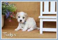 Tucker, a male Cavachon for sale in Conway, AR – 1 of 6