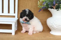 Elliot, a male Poodle - Miniature  for sale in Conway, AR – 6 of 7