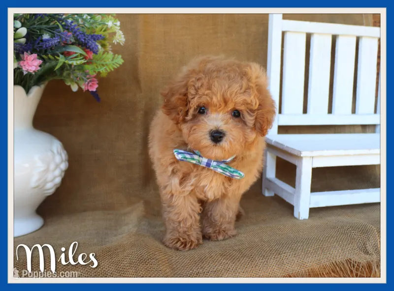 Miles – Maltipoo puppy for sale in Conway, AR