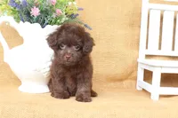 Lily, a female Yorkipoo for sale in Conway, AR – 4 of 5