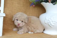 Dawson, a male Poodle - Toy  for sale in Conway, AR – 2 of 5