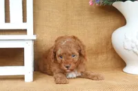 Franklin, a male Poodle - Toy  for sale in Conway, AR – 5 of 5