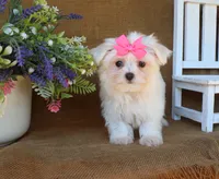 Mia, a female Maltese for sale in Conway, AR – 2 of 7