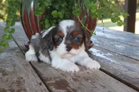 Alex, a male Cavapoo for sale in Conway, AR – 4 of 5
