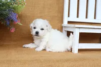 Aiden, a male Bichon Frise for sale in Conway, AR – 5 of 7