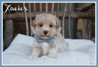 Xavier, a male Maltipoo for sale in Conway, AR – 1 of 8