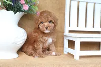 William, a male Poodle - Toy  for sale in Conway, AR – 5 of 5