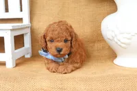 Fletcher, a male Poodle - Toy  for sale in Conway, AR – 4 of 5