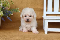 Beau, a male Bichon Frise for sale in Conway, AR – 3 of 6