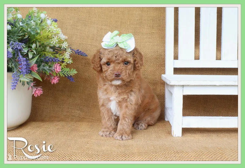 Rosie – Cavapoo puppy for sale in Conway, AR