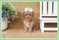 Rosie, a female Cavapoo for sale in Conway, AR – 1 of 5
