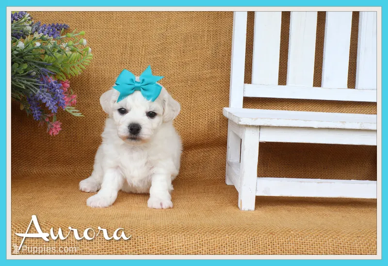 Aurora – Bichon Frise puppy for sale in Conway, AR