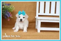 Aurora, a female Bichon Frise for sale in Conway, AR – 1 of 7