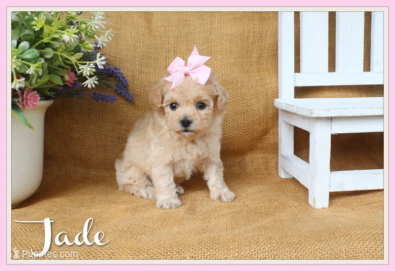 Jade – Poochon puppy for sale in Conway, AR