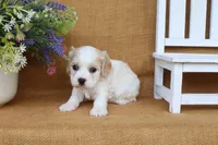Tucker, a male Cavachon for sale in Conway, AR – 6 of 6