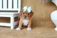 Lydia, a female Cavapoo for sale in Conway, AR – 4 of 4