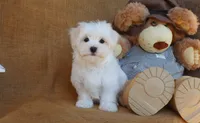 Maddox, a male Maltese for sale in Conway, AR – 2 of 4