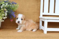 Hunter, a male Havanese for sale in Conway, AR – 7 of 7