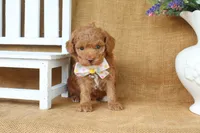 William, a male Poodle - Toy  for sale in Conway, AR – 5 of 5