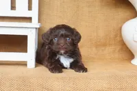 Stella, a female Yorkipoo for sale in Conway, AR – 2 of 6