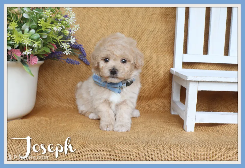 Joseph – Poochon puppy on hold in Conway, AR