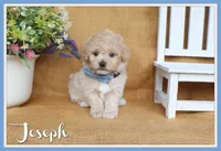 Joseph, a male Poochon for sale in Conway, AR – 1 of 5