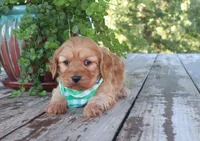 Cash, a male Cavapoo for sale in Conway, AR – 3 of 7