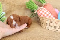 Wesley, a male Cavapoo for sale in Conway, AR – Photo 3 of 9