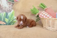 Wesley, a male Cavapoo for sale in Conway, AR – Photo 7 of 9