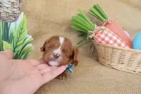 Wesley, a male Cavapoo for sale in Conway, AR – Photo 5 of 9