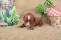 Wesley, a male Cavapoo for sale in Conway, AR – Photo 9 of 9