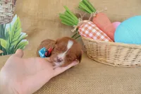 Wesley, a male Cavapoo for sale in Conway, AR – Photo 8 of 9