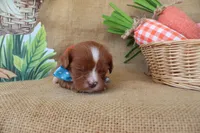 Wesley, a male Cavapoo for sale in Conway, AR – Photo 6 of 9