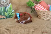 Wesley, a male Cavapoo for sale in Conway, AR – Photo 4 of 9