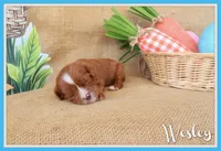 Wesley, a male Cavapoo for sale in Conway, AR – Photo 1 of 9