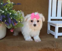 Mia, a female Maltese for sale in Conway, AR – 4 of 7