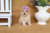 Jade, a female Poochon for sale in Conway, AR – 2 of 5
