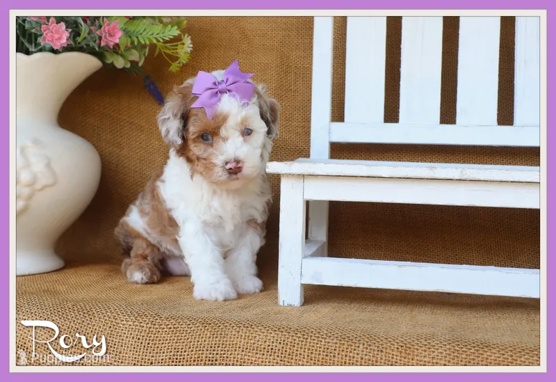 Rory – Poodle - Toy  puppy for sale in Conway, AR
